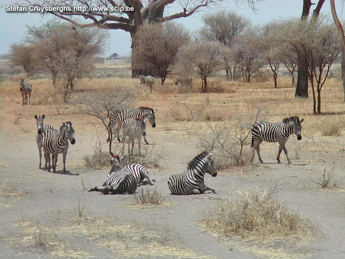 Tarangire - Zebras  Stefan Cruysberghs